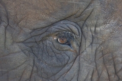elephant-eye