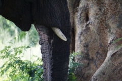 elephant-tusk