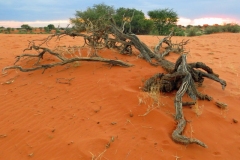 kalahari-desert