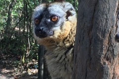 lemurs-madagascar