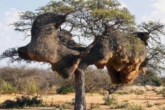 namibia-sociable-weaver-nests