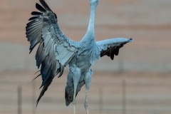 sa-national-bird-blue-crane