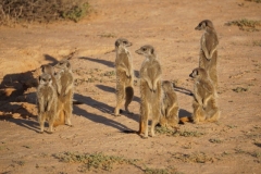 suricate-karoo