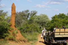termite-mounds