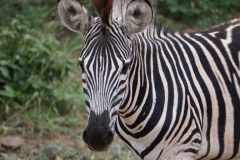 zebra-baby