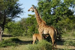 Nature-Travel-82