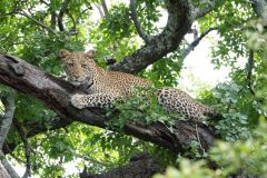Nature-Travel-87