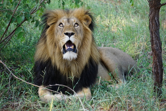 Lion-Kruger National Park