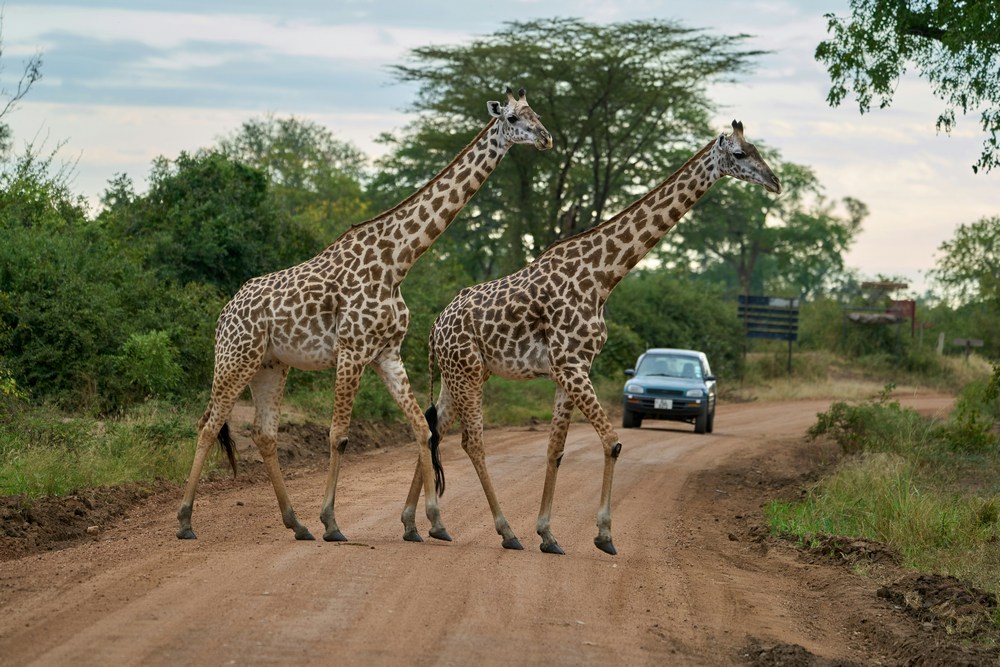 South Luangwa National Park